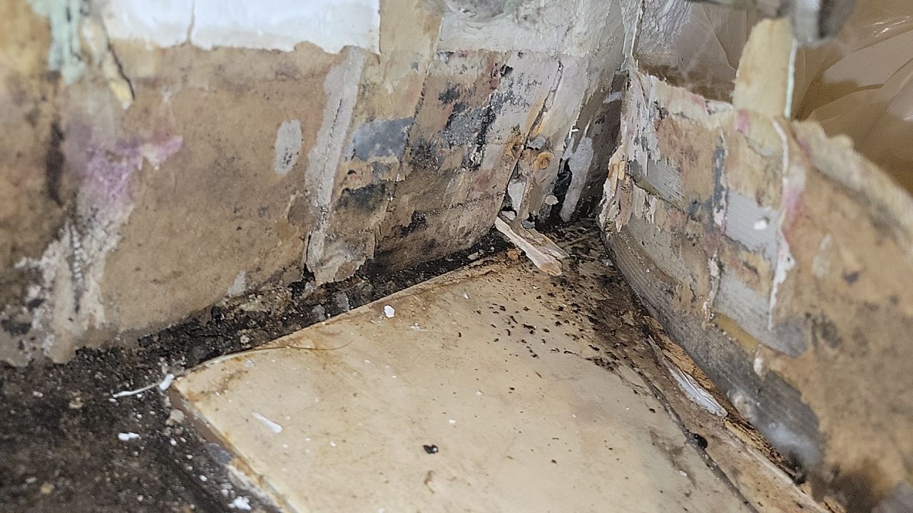 Hiring Professional Mold Removal Services: Everything You Need to Know
