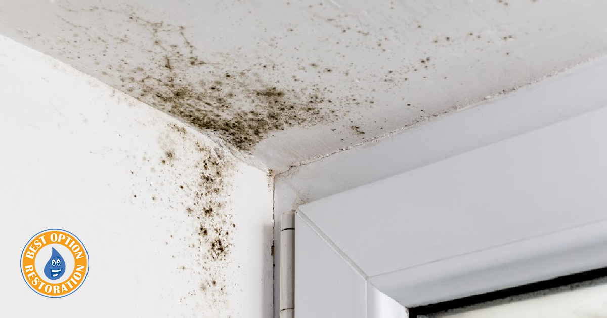 Mold Remediation