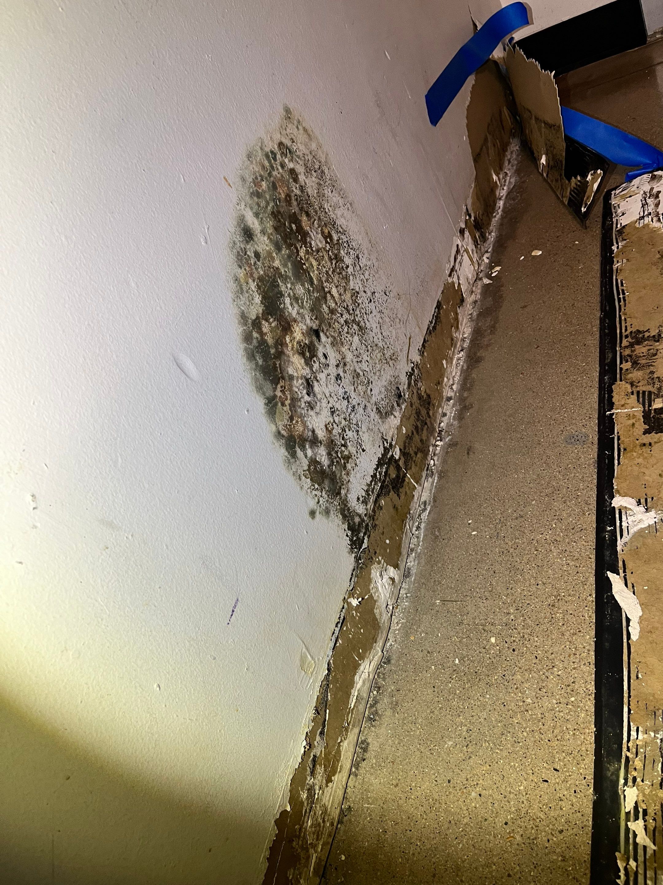 Mold Remediation Specialist - Expert Tips on How to Remediate Black Mold