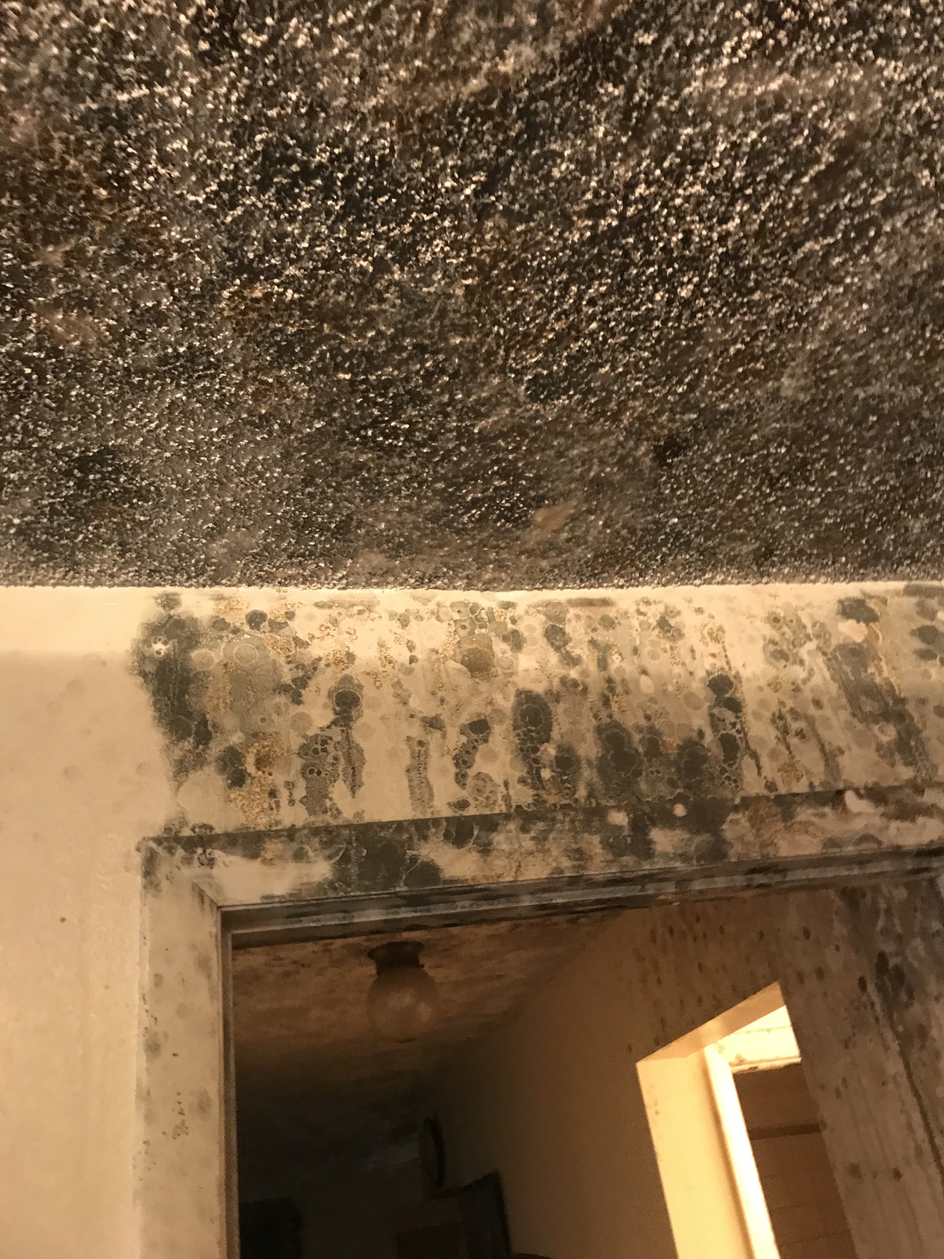 Mold Remediation - What You Need to Know About Crawlspace Mold Removal