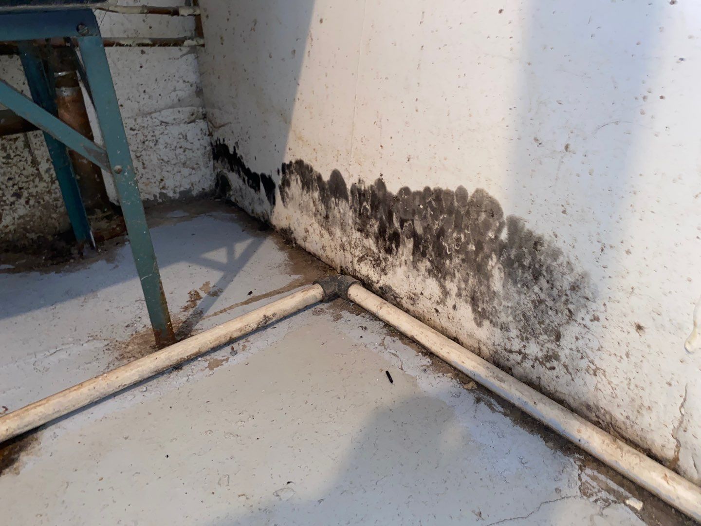 The Difference Between Mold Remediation and Mold Mitigation