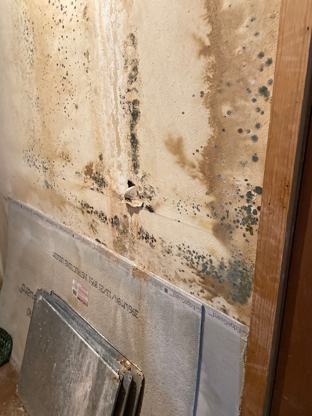 The Effects of Mold in the House and What You Can Do About It